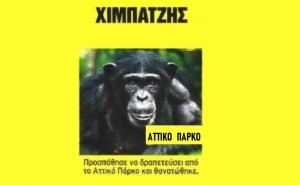 AIGINIONEWS: Θανάτωση χιμπατζή: Οι αντιδράσεις και η απάντηση του ιδρυτή του Αττικού Ζωολογικού Πάρκου