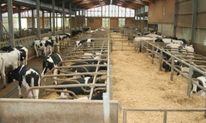 Μπλοκάρονται  πληρωμές αποζημιώσεων σε κτηνοτρόφους  της Θεσσαλίας