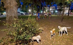 Δήμος Κατερίνης: Περιφραγμένος, ασφαλής και ειδικά διαμορφωμένος χώρος για σκύλους στο δημοτικό πάρκο