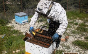 AIGINIONEWS: Κοινοβουλευτική παρέμβαση του ΚΚΕ για τα σοβαρά προβλήματα που αντιμετωπίζουν οι μελισσοκόμοι