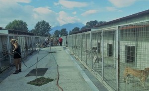 AIGINIONEWS: Επίσκεψη και ενημέρωση Πολωνών κτηνιάτρων στο κυνοκομείο Δ.Κατερίνης