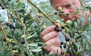 Ξεκινά το Πρόγραμμα συγκριτικών πειραματικών εργασιών καταπολέμησης του δάκου της ελιάς για το 2016